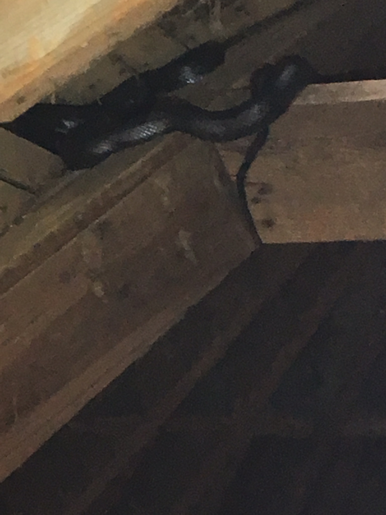 snake in crawlspace