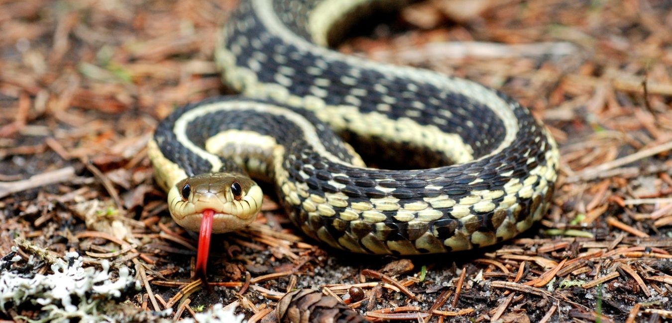 Snake Removal Virginia