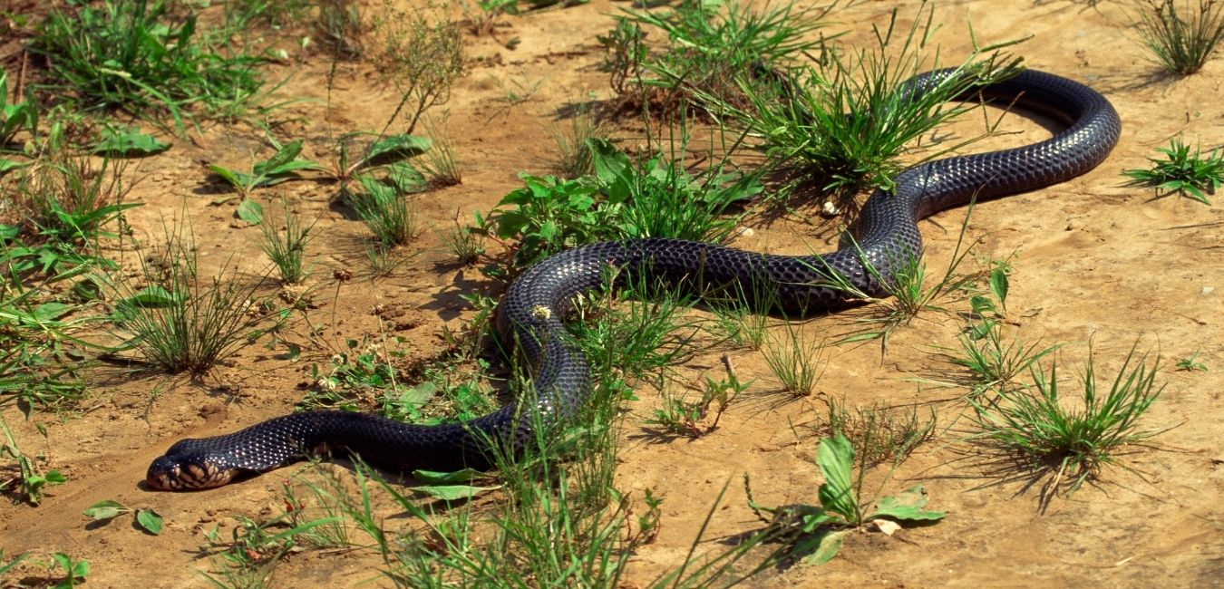 Virginia cottonmouth snake Contact for fast snake removal