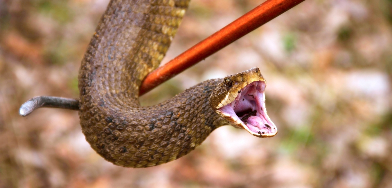 snake control Virginia