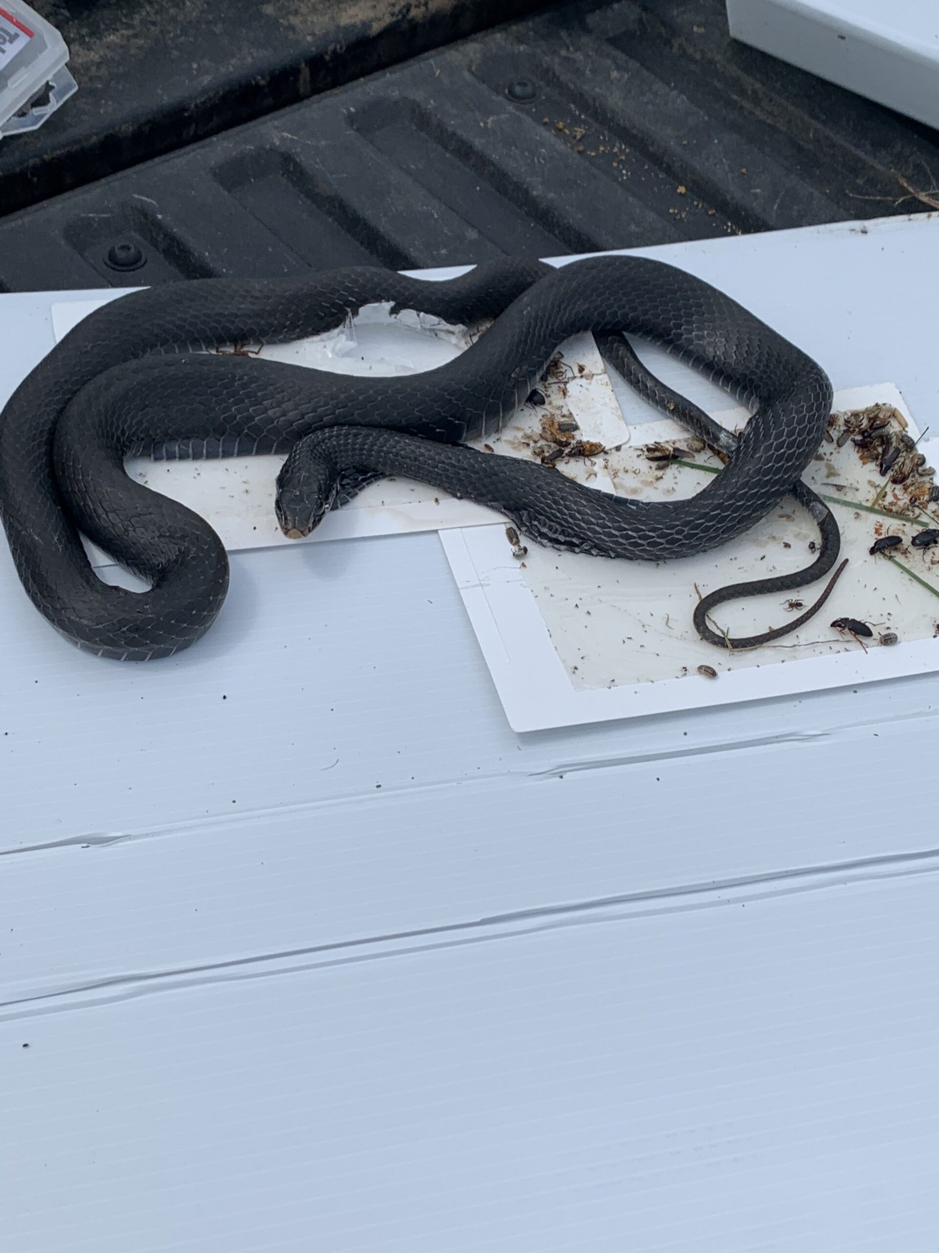 snake trapping Virginia