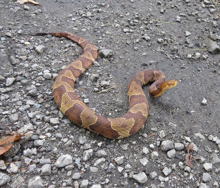 Copperhead Snake here in Albemarle Virginia. 