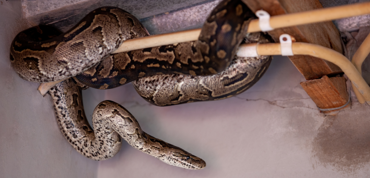 Snake In The House Virginia Snake Removal