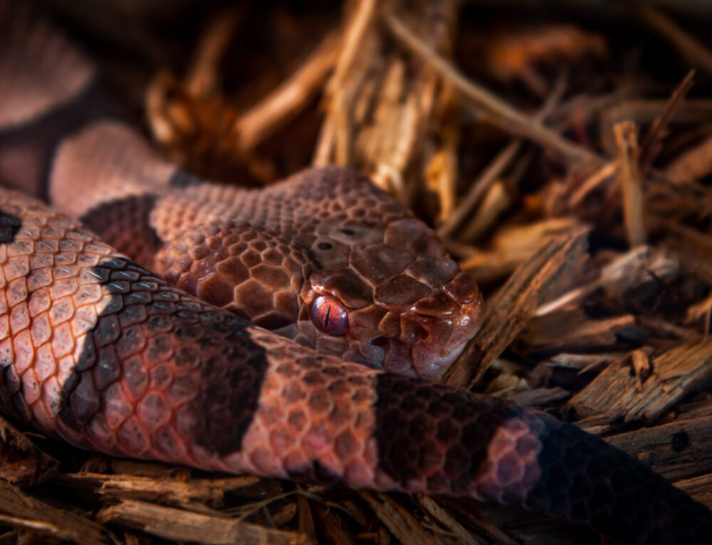 Snake In The House Virginia Snake Removal