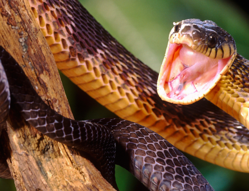 6 Tricks to Keep Snakes Out of Your Yard