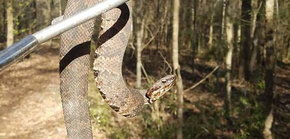An Northern Cottonmouth also known as a Water Moccasin. Call us for Cottonmouth removal in Richmond County