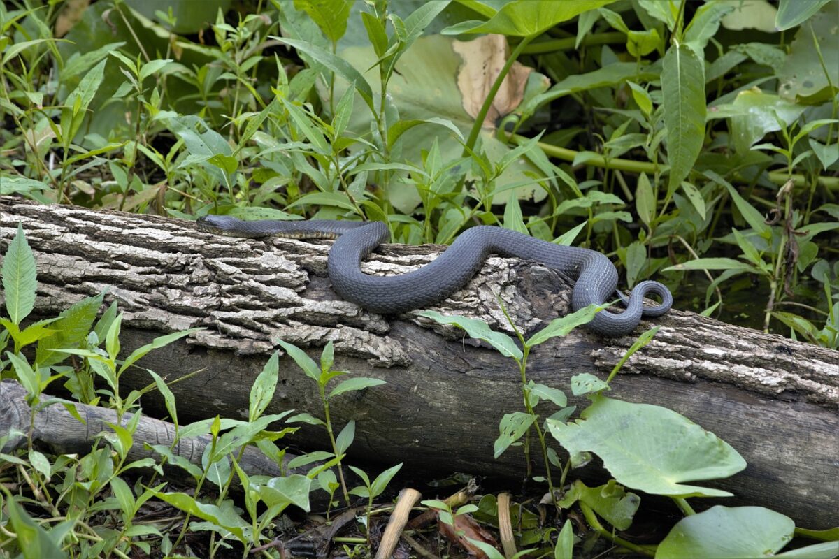 Virginia Snake Exclusion Virginia Snake Removal