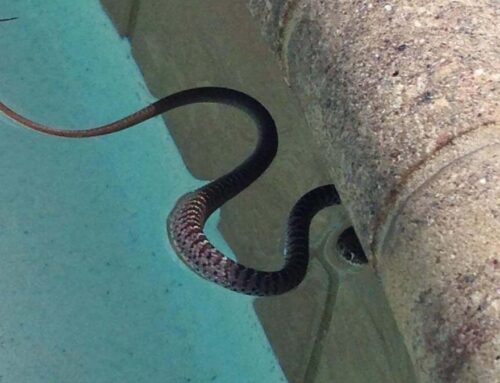 There’s A Snake in the Pool!