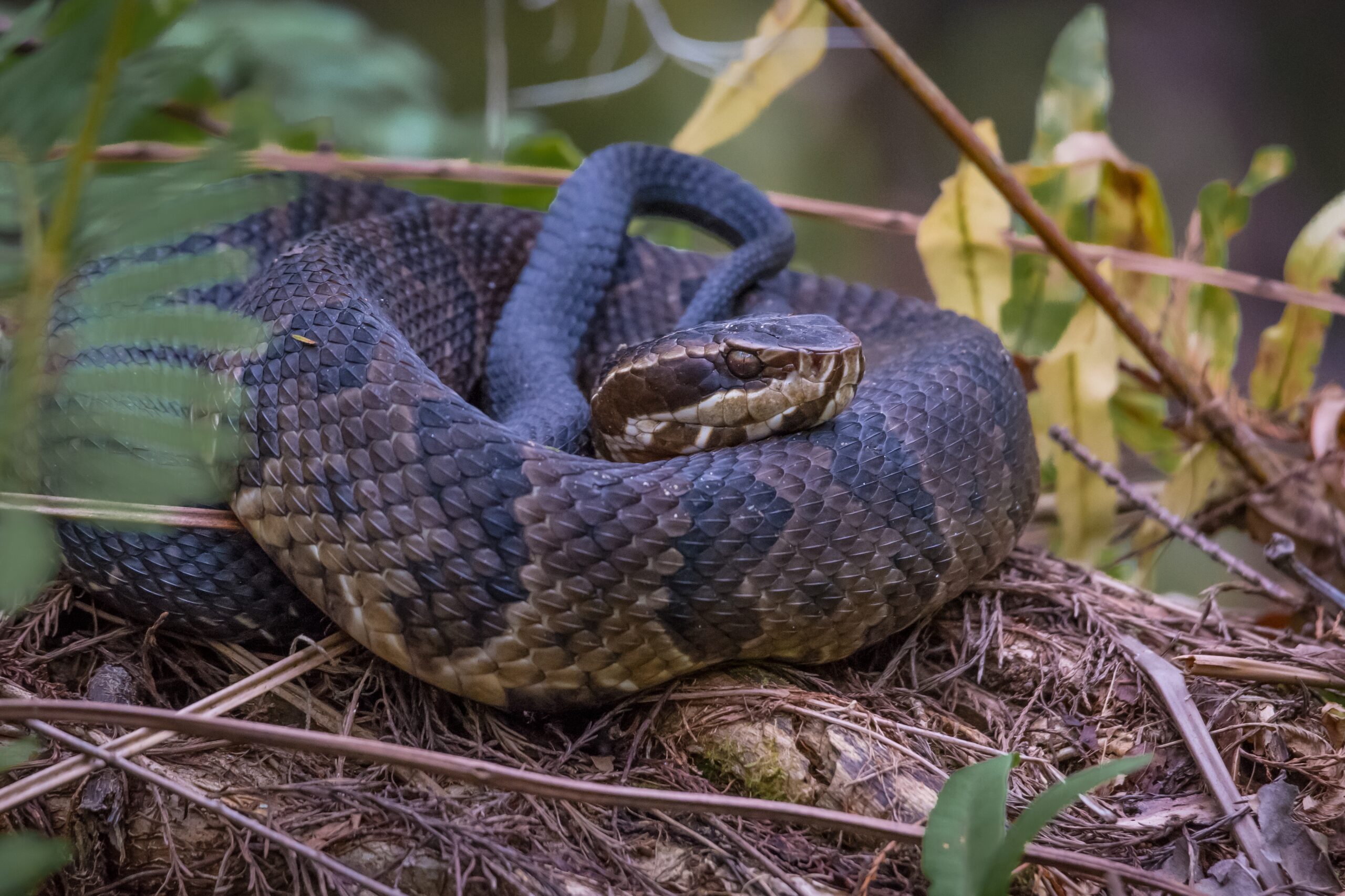Spring snake safety tips Virginia