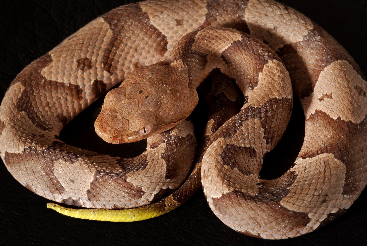 Juvenile Copperhead with yellow tail
