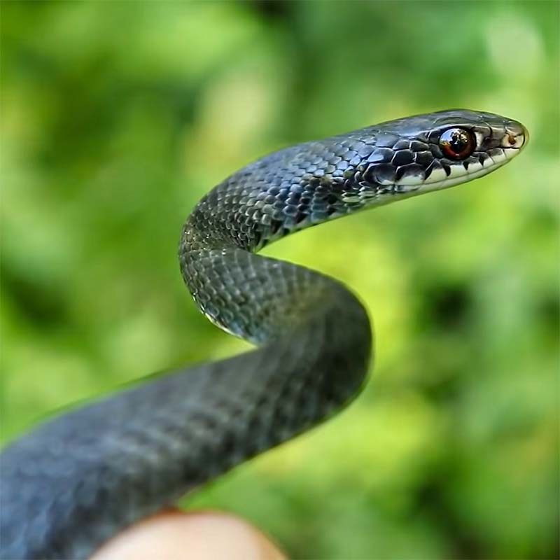 Close-up of Nothern Black Racer