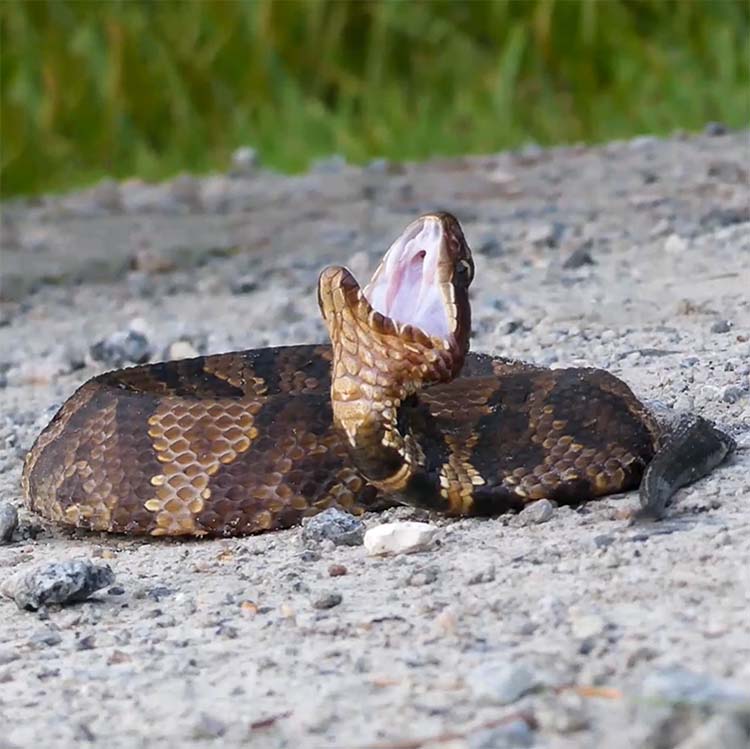 Cottonmouth With it's Distinct Bands