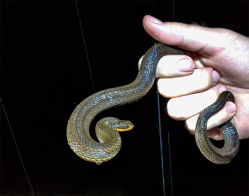 Small Child holding a Eastern Glossy Swampsnake