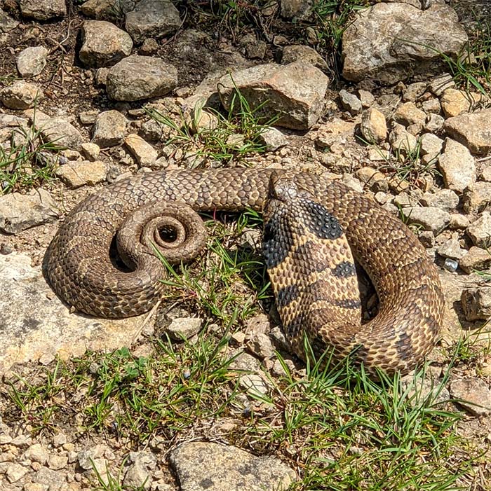 Eastern Hognose Snake