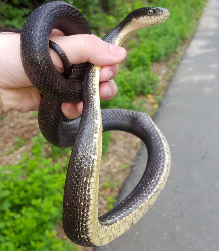 Eastern Rat Snake in Hand