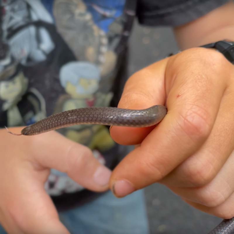 Small Child holding a Eastern Worm Snake