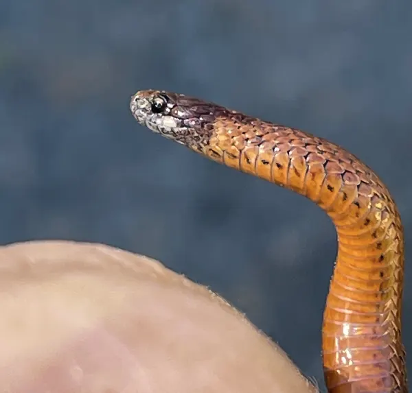 Red Belly Snake in Hand