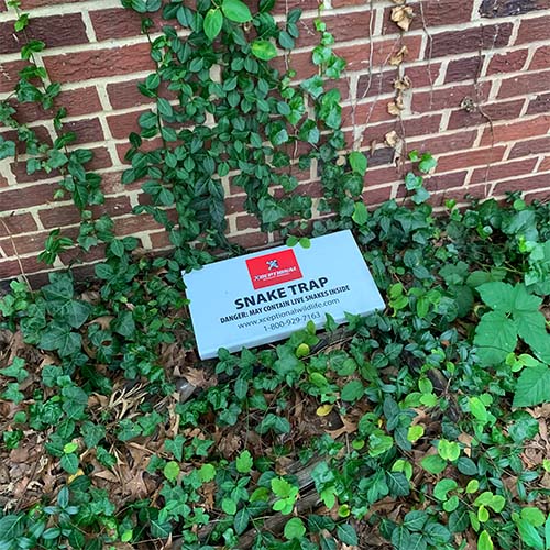 Charlottesville Snake Trapping - A snake trap outide on the customers property