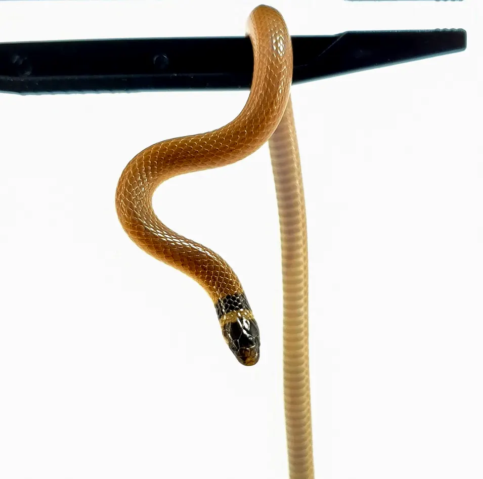 Southeastern Crowned Snake
