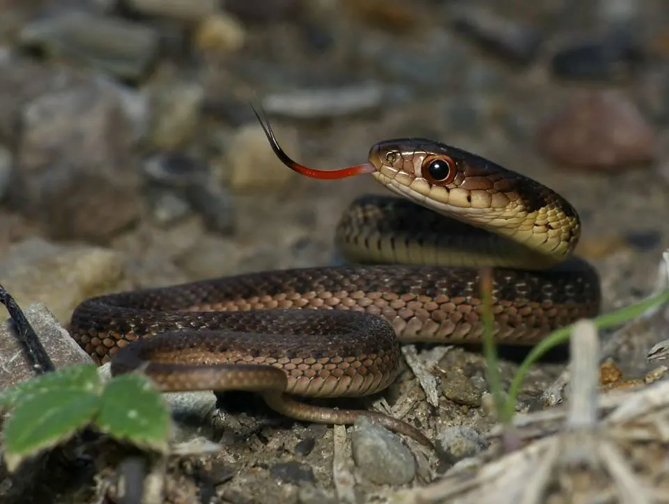 Eastern Garter Snake - Main