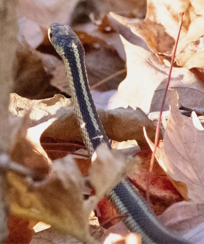 Eastern Garter Snake in a Bird feeder