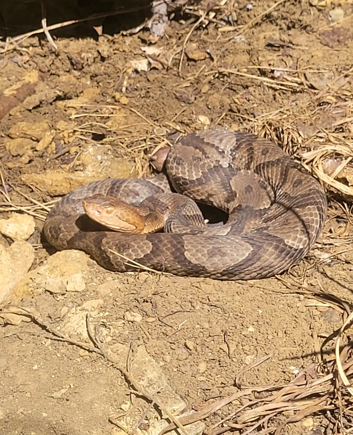 Eastern copper head snake basking in the sun