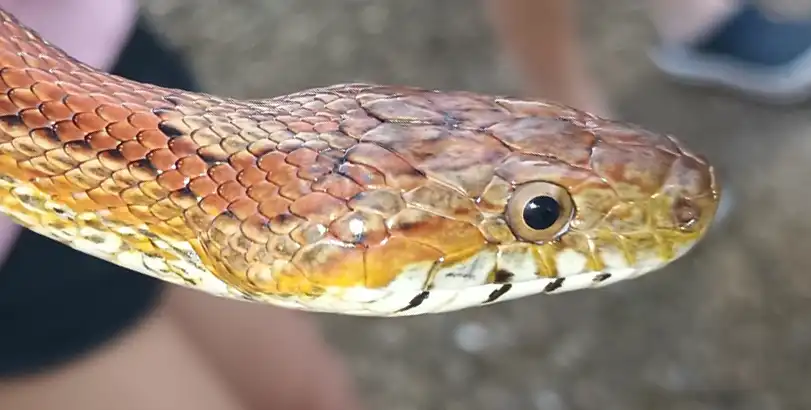 The Round Pupil of the Non-venomous Corn Snake.