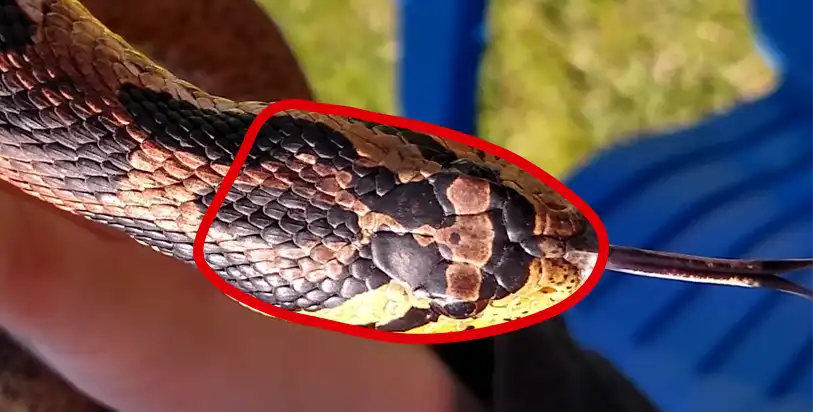 The Round shaped head of a non-venomous Eastern Hognose Snake with shape guidelines