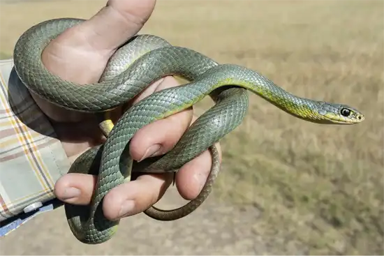 North American Racer in the hand of a farmer. Showing the need to know if Snake repellents work