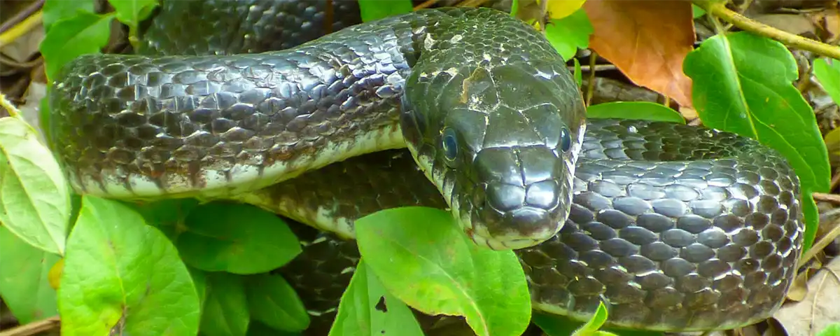 World Snake Day: Debunking Common Myths Surrounding Snakes!