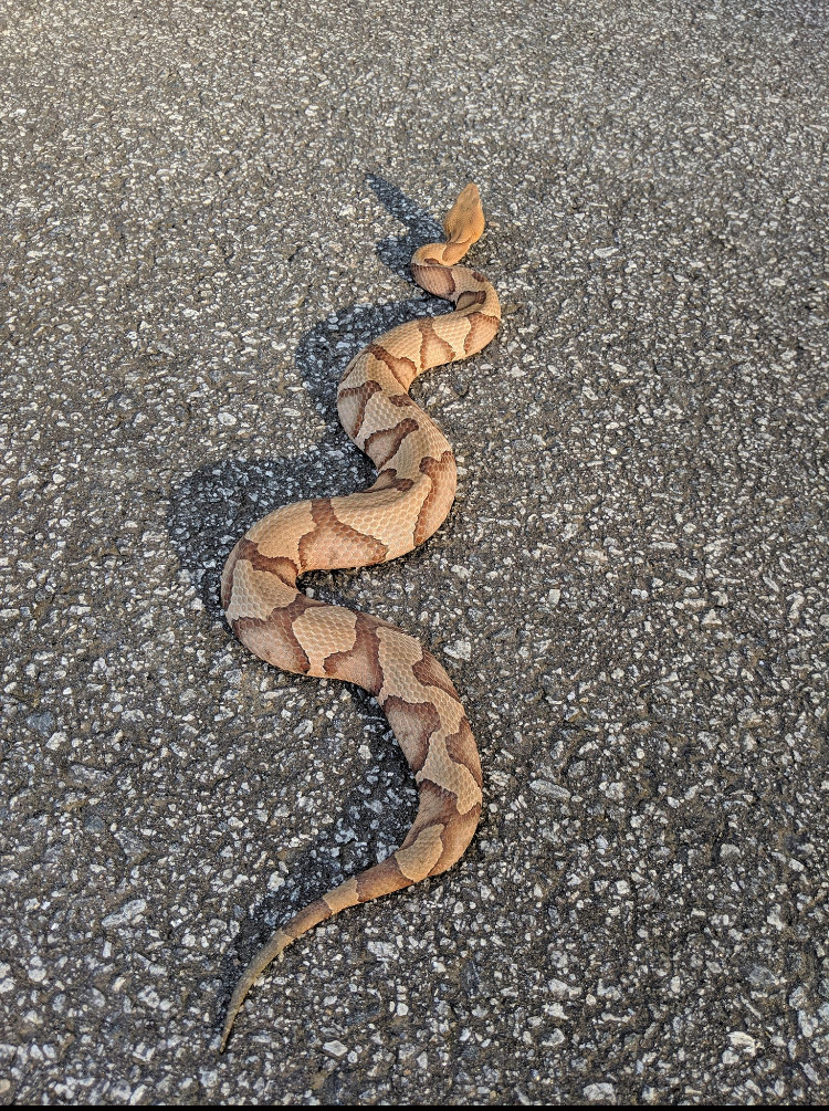 Another Copperhead Snake here in Frederick Virginia