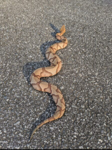 Copperhead snakes, snake removal