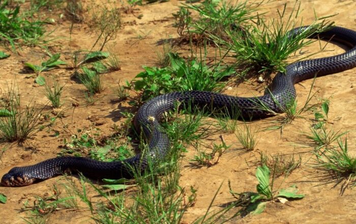 Virginia cottonmouth snake Contact for fast snake removal