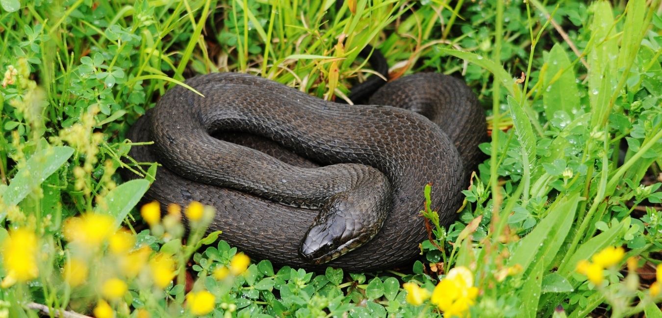 Virginia Snake among the Grass