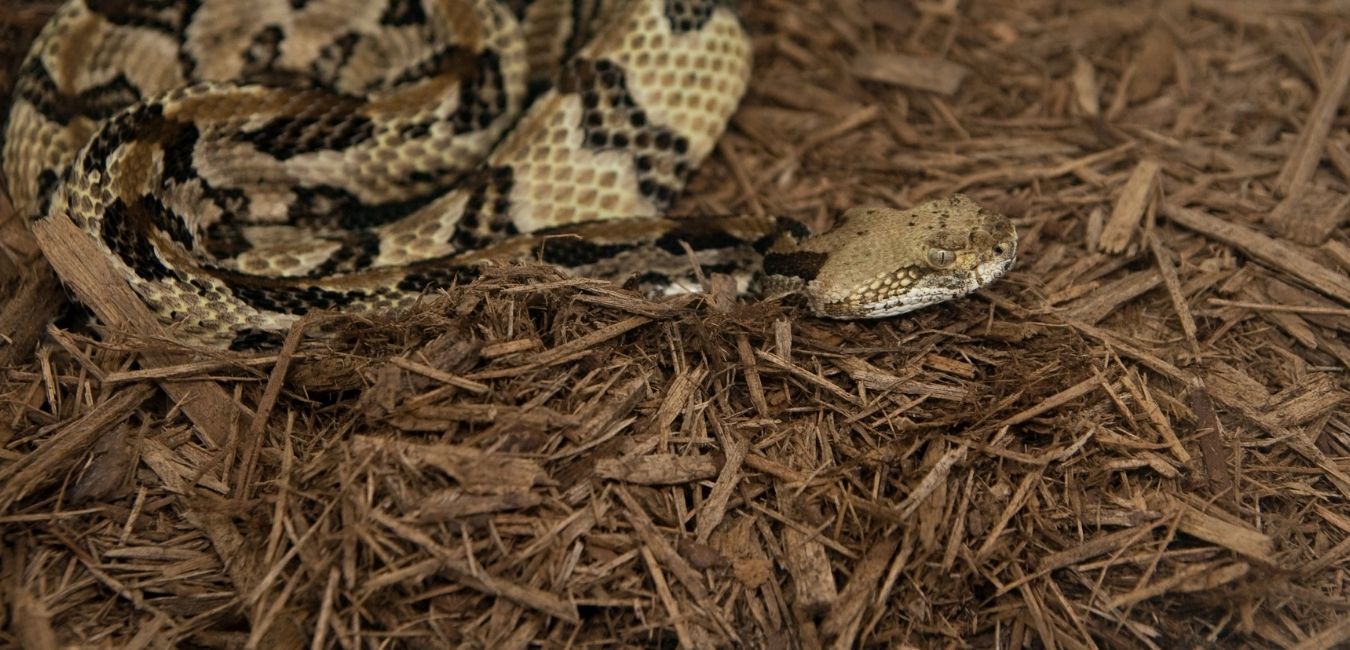 A venomous Timber Rattlesnake here in Virginia. Call us for Lancaster County Snake Removal