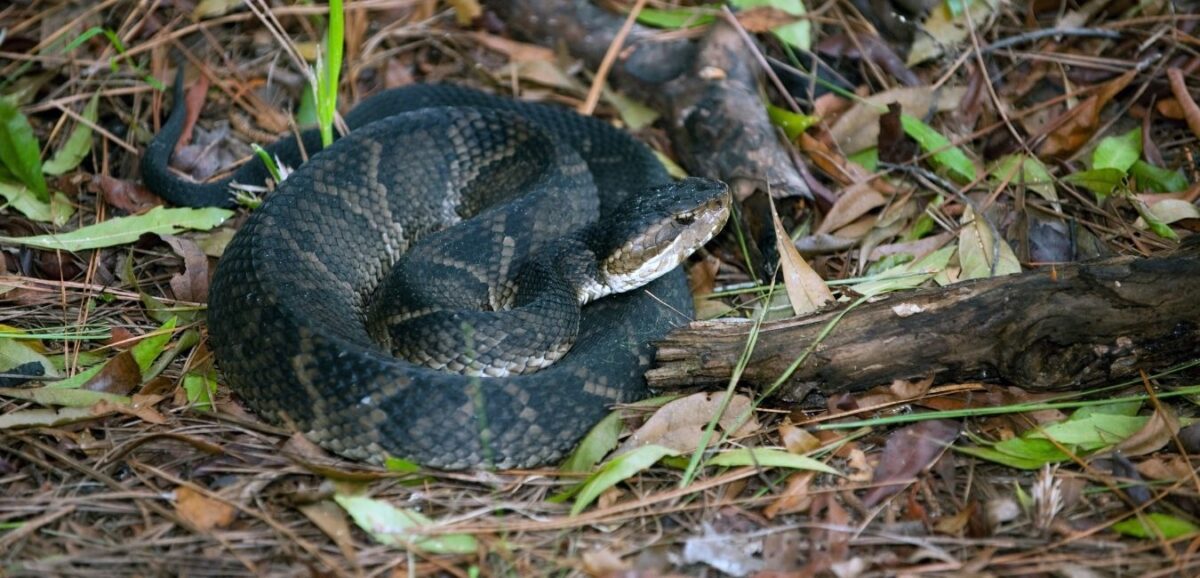 Virginia Snake Removal | Get Rid of Snakes and Snake Control