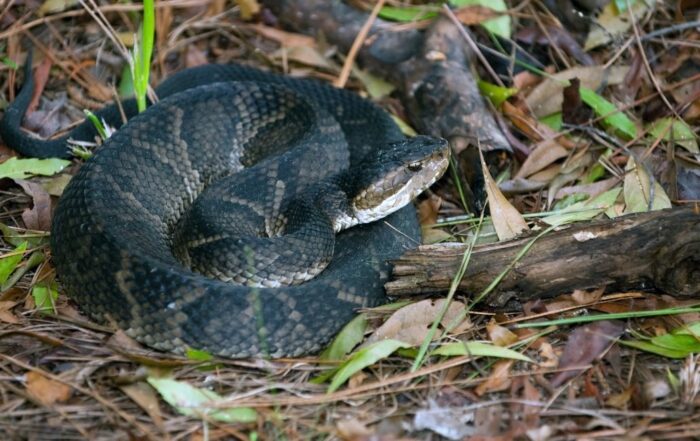 Snake on the Ground Call Virginia Snake Removal today!