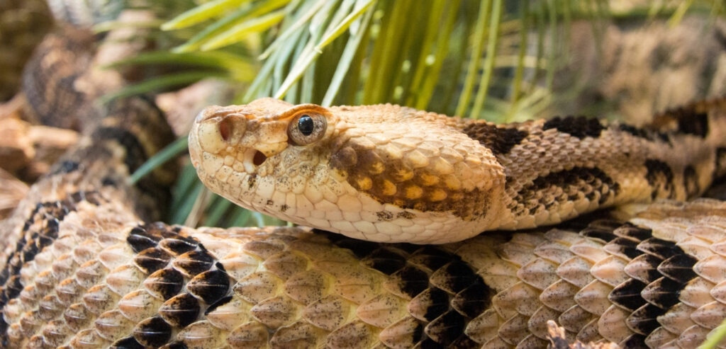 timber rattlesnakes in Virginia