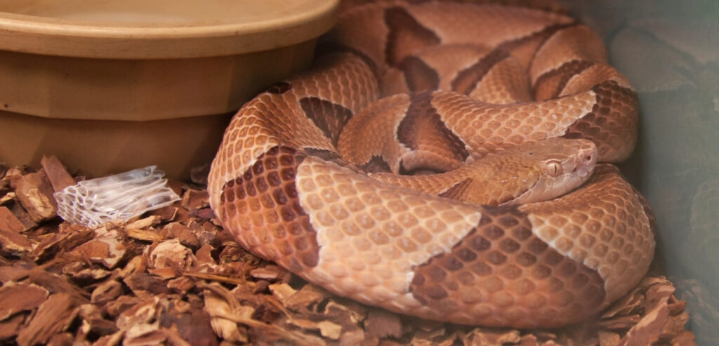 copperhead snakes in Virginia
