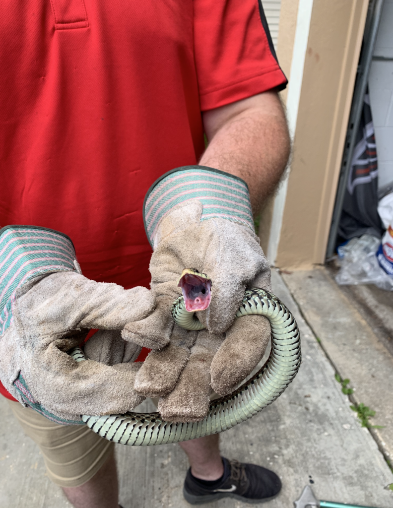 Snakes in the Basement What to Do Virginia Snake Removal