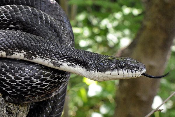 Black Rat Snake (Eastern Rat Snake) Info - Virginia Snake Removal