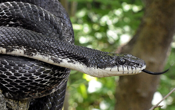 eastern black rat snake info