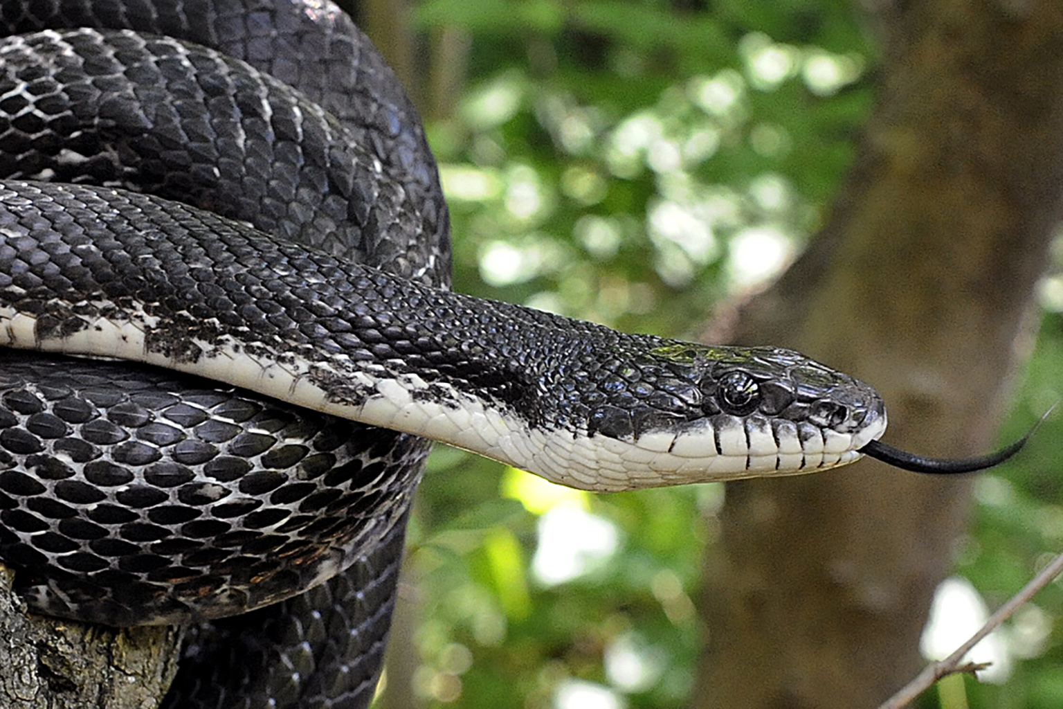eastern black rat snake info