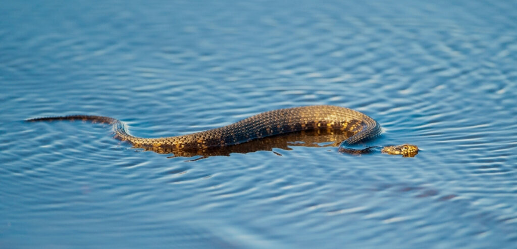 Cottonmouth snake (Water Moccasin) in Virginia