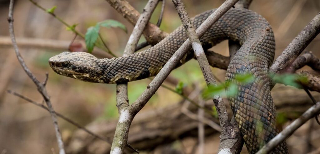 cottonmouth snake Virginia