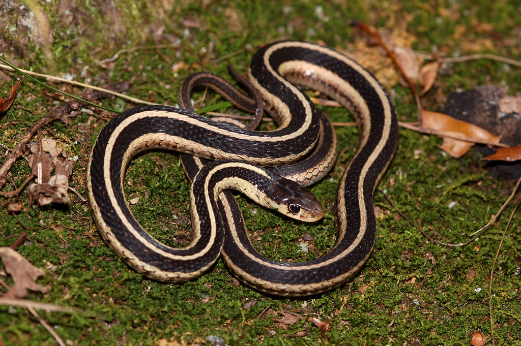 Garter Snakes in Virginia