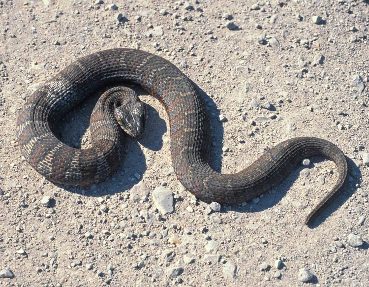 watersnake vs cottonmouth snake Virginia