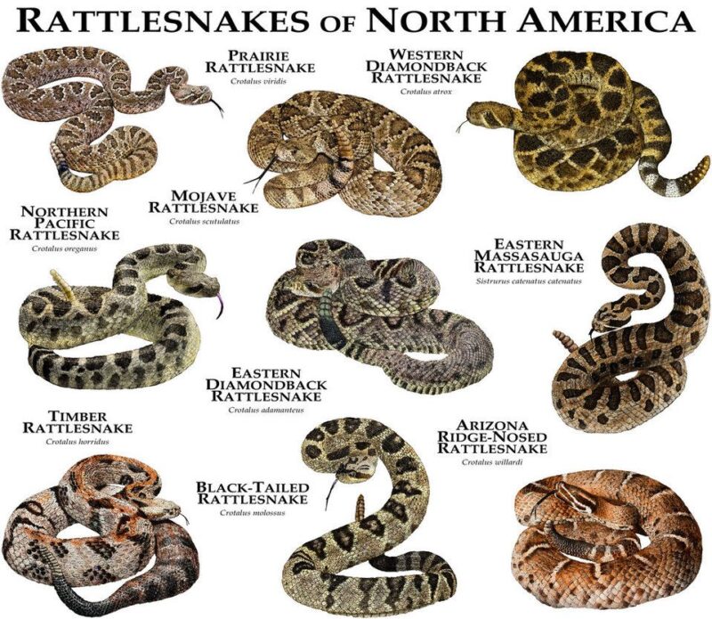 timber-rattlesnakes-in-virginia-virginia-snake-removal
