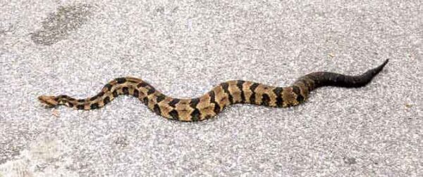 Timber Rattlesnakes in Virginia - Virginia Snake Removal