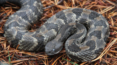 Timber Rattlesnakes in Virginia - Virginia Snake Removal